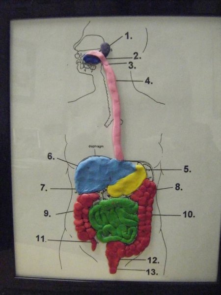 Макет органов пищеварительной системы