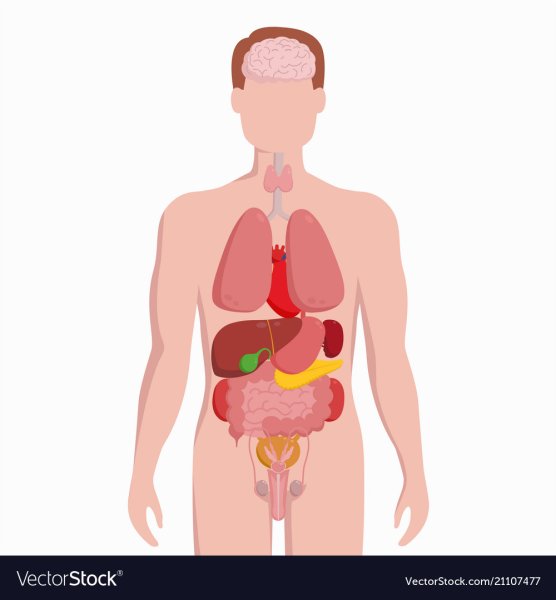 Силуэт человека с органами