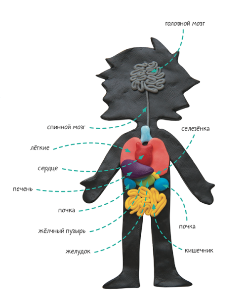 Макет человеческих органов из пластилина
