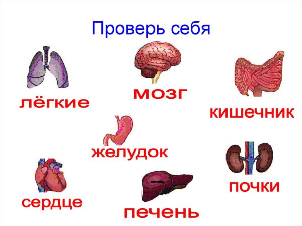 Модель тела человека 3 класс окружающий мир