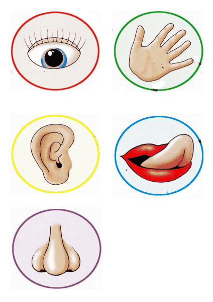 Органы чувств человека для детей дошкольников