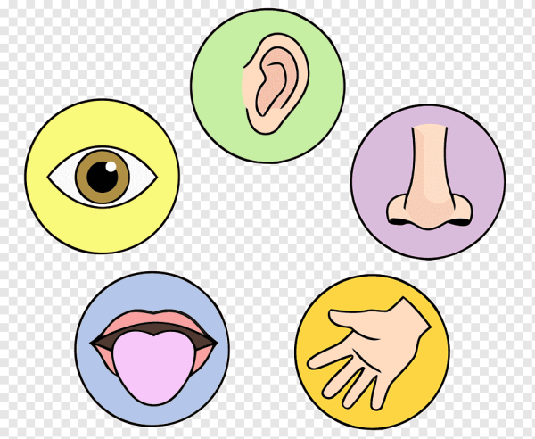 Органы чувств