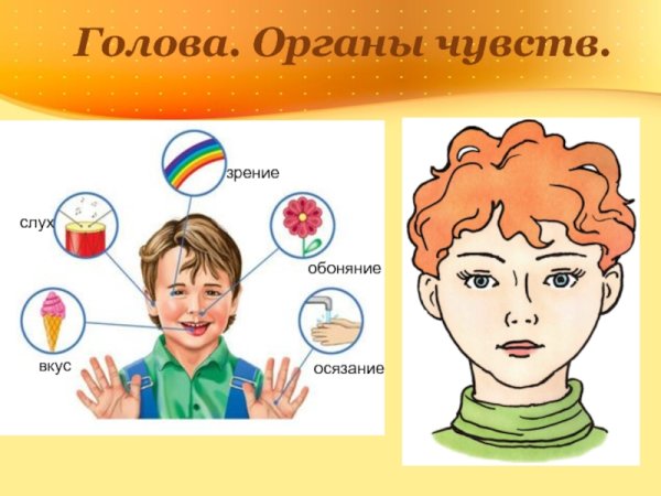 Осязание обоняние зрение слух вкус