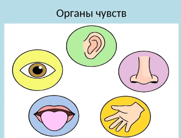 Ощущения органы чувств