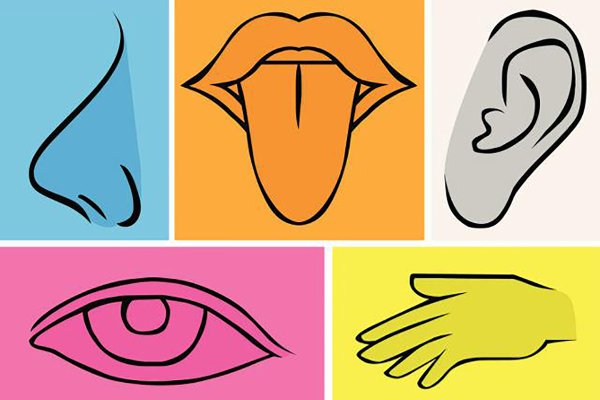 Органы чувств рисунок
