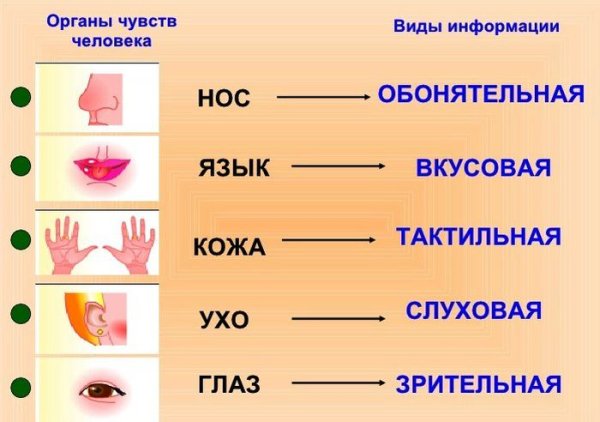 Назовите 5 органов чувств человека.