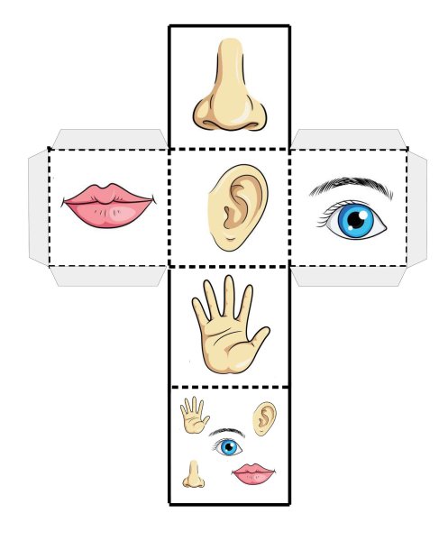 Игра органы чувств для дошкольников