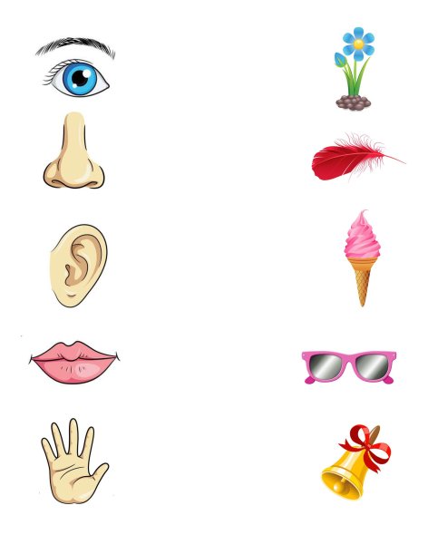 Карточки органы чувств для детей