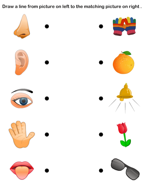 Тело человека задания для детей