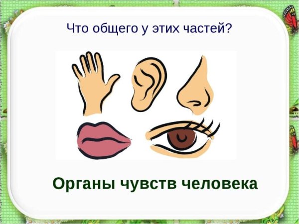 Органы чувств рисунок