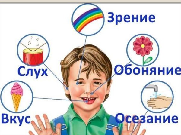 Органы чувств человека