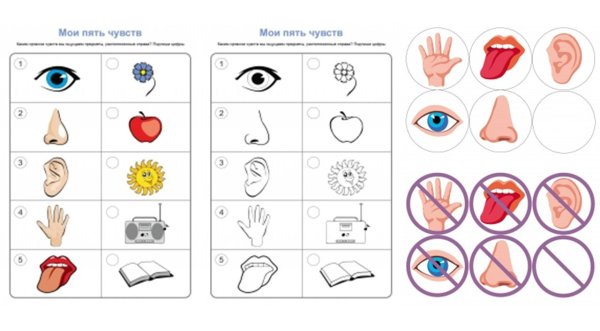 Органы чувств задания для дошкольников