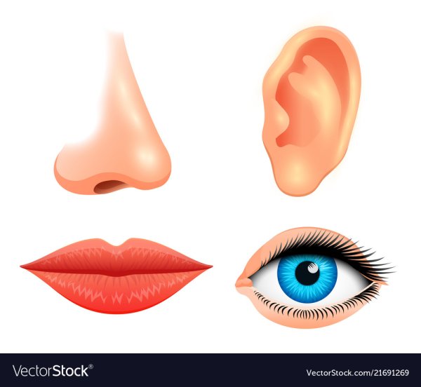 Части лица нос для малышей