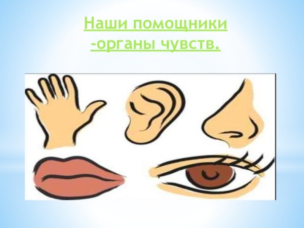 Наши помощники органы чувств для дошкольников