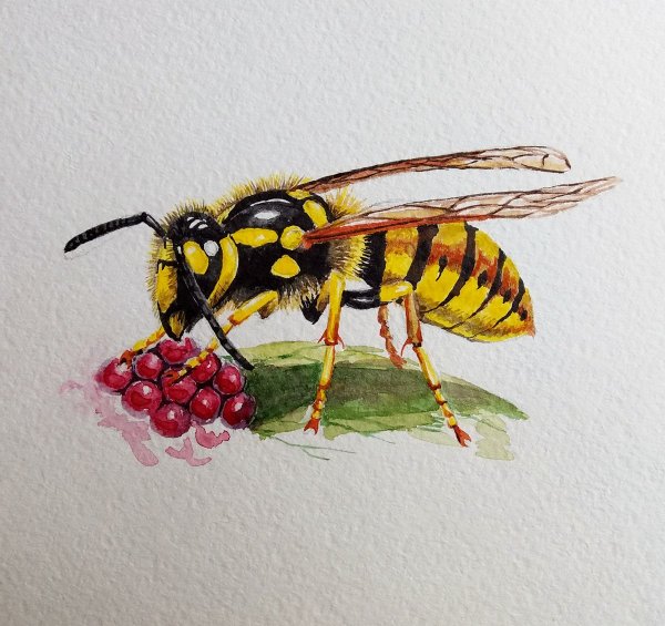 Оса иллюстрация