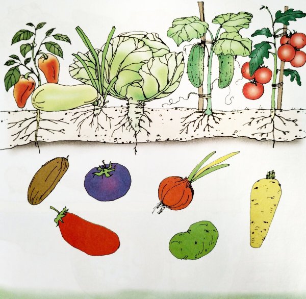 Занятие на тему овощи