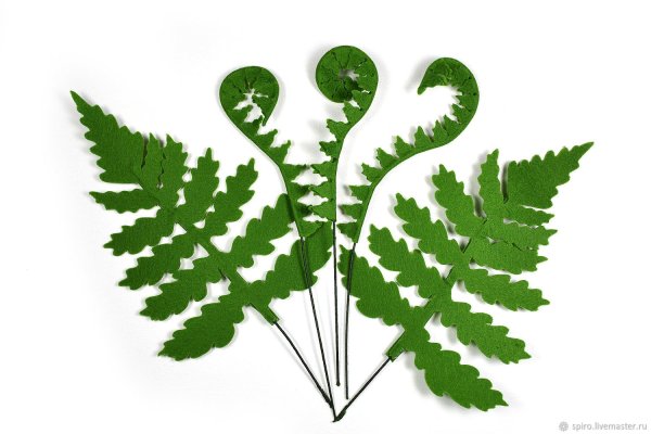 Лист папоротника