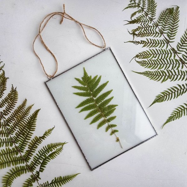 Папоротник гербарий в интерьере