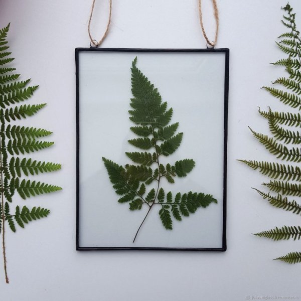 Папоротник гербарий в интерьере