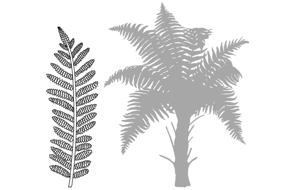 Щитовник контур