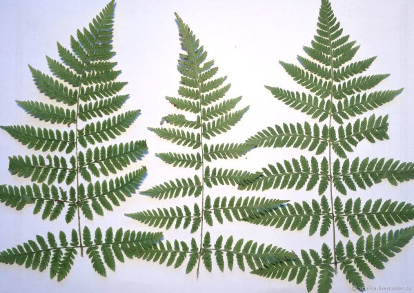 Сушеный папоротник