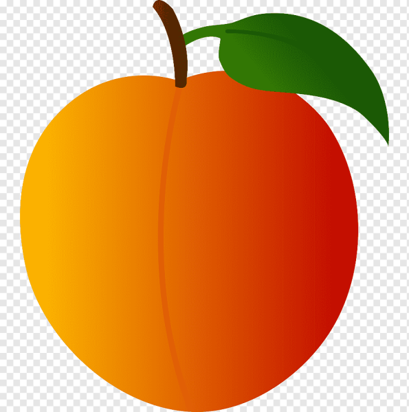 Абрикос рисунок