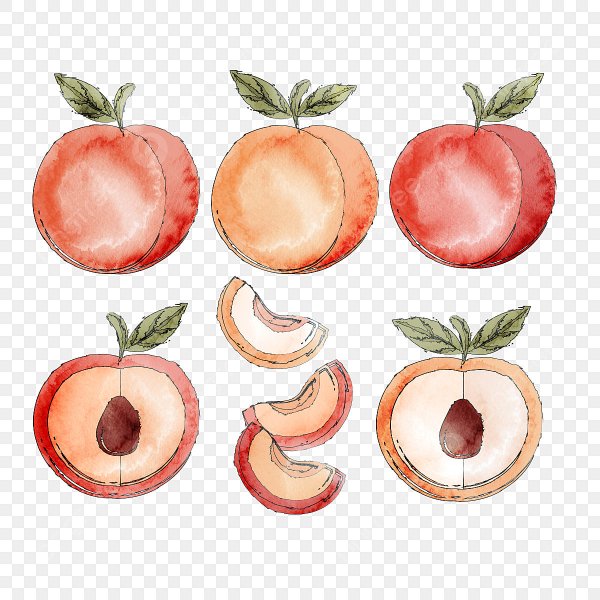 Персик акварель вектор