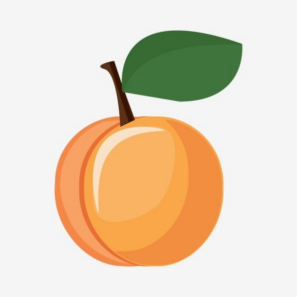 Абрикос вектор