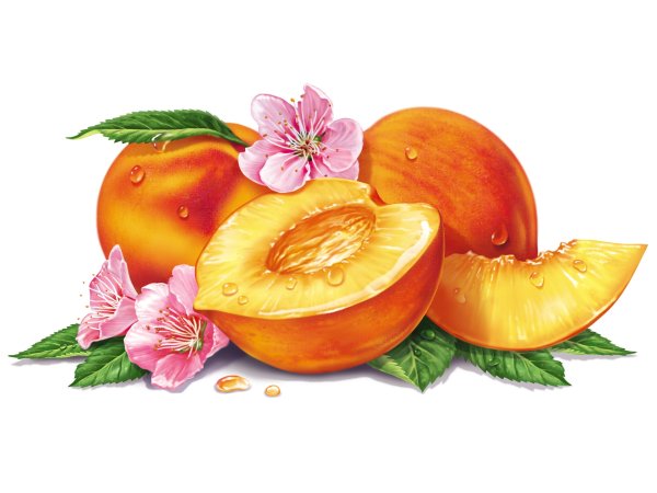 Урюк рисунок