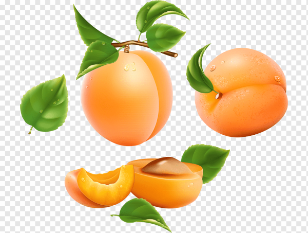 Нарисовать абрикос