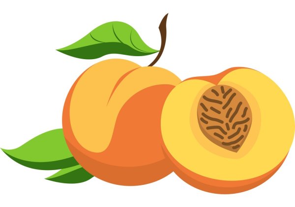 Персик вектор