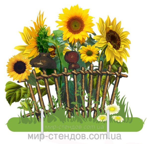 Забор с подсолнухами
