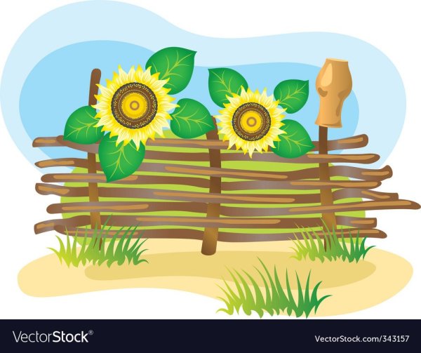Плетеный забор с подсолнухами