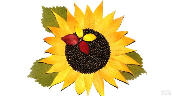 Аппликация из природного материала