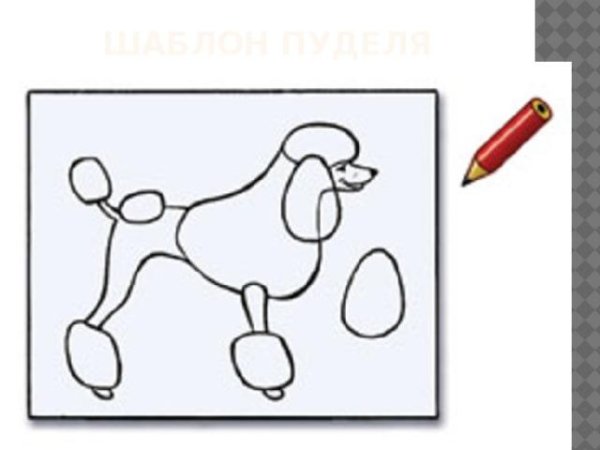 Пудель шаблон
