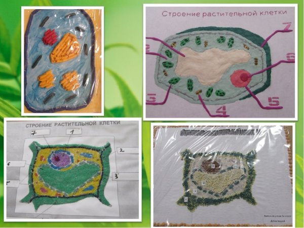 Модель клетки биология 5 класс