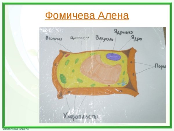 Строение растительной клетки из пластилина 5 класс