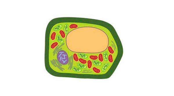 Модель строения растительной клетки из пластилина 5 класс