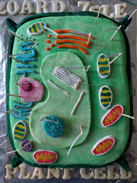 Модель клетки биология 5