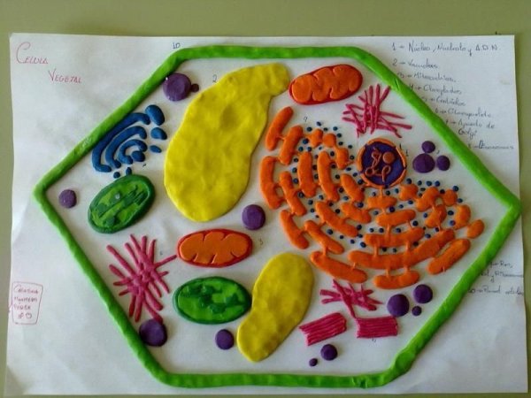 Модель аппликация клетки 5 класс биология