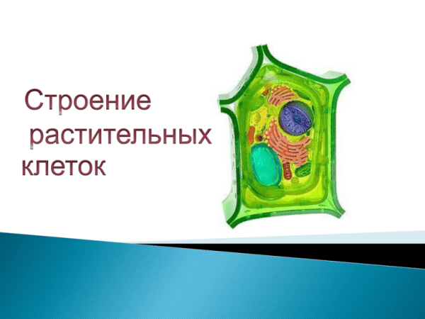 Аппликация растительной клетки 5 класс биология
