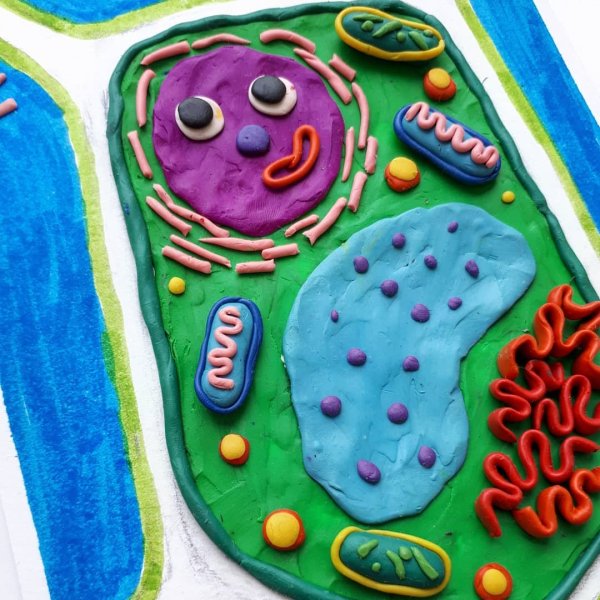 Модель барельефная «растительная клетка»