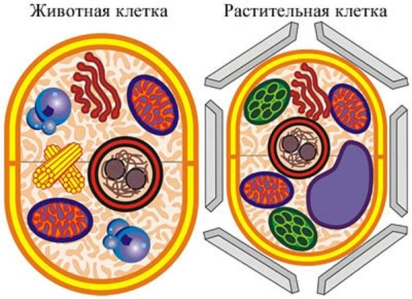 Модель растительной клетки