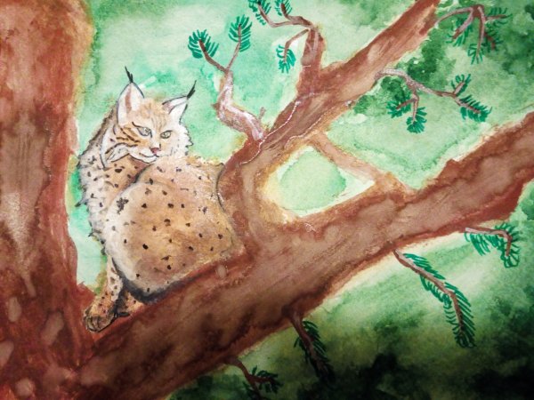 Рысь в Сосновом Бору