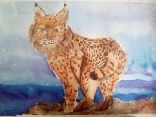 Рысь акварель