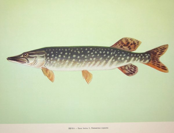 Esox Lucius иллюстрации