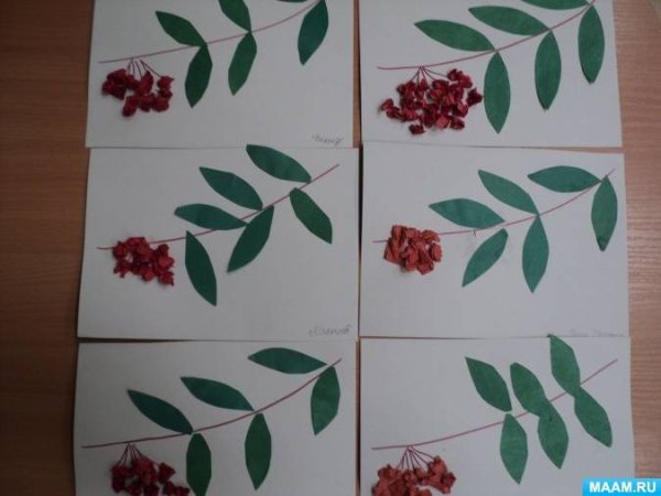 Рябина в средней группе