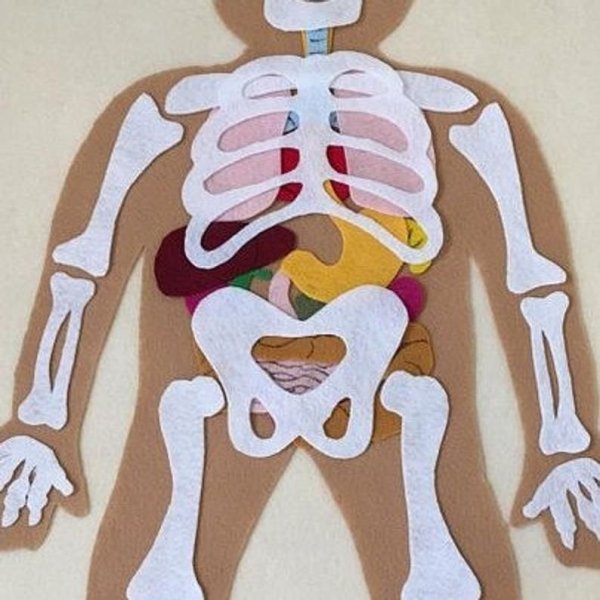 Макет человека с органами для детей