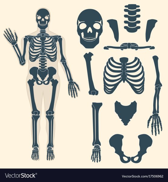 Скелет человека