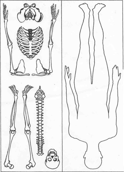 Скелет человека задания для дошкольников